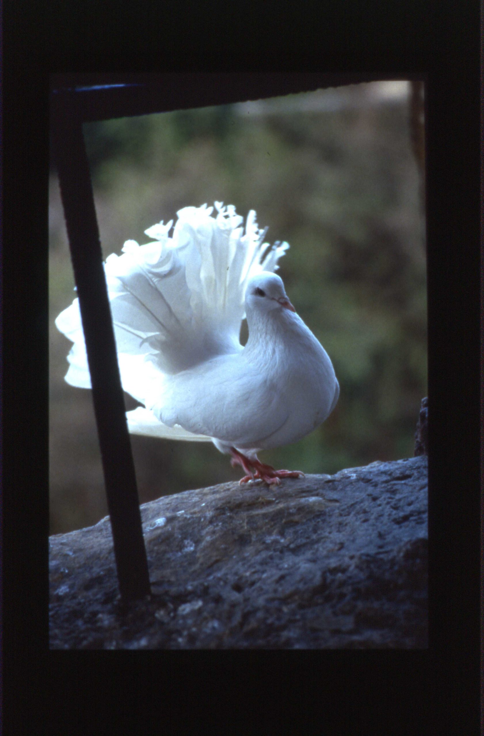 Colombe eisenach 2